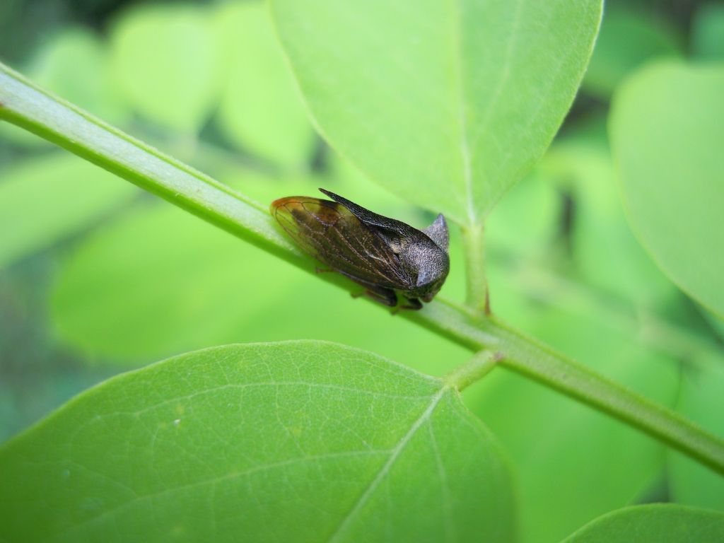 Piccola cicadella? Centrotus cornutus (Membracidae)